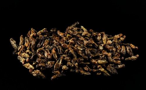 Insectos comestibles: una opción nutricional para el futuro de nuestras dietas