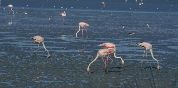 MITECO moviliza el 44% del presupuesto para Doñana y anuncia nuevas ayudas