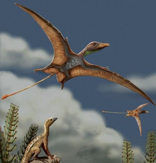 Pterosaurios y aves: dos caminos evolutivos distintos hacia el vuelo