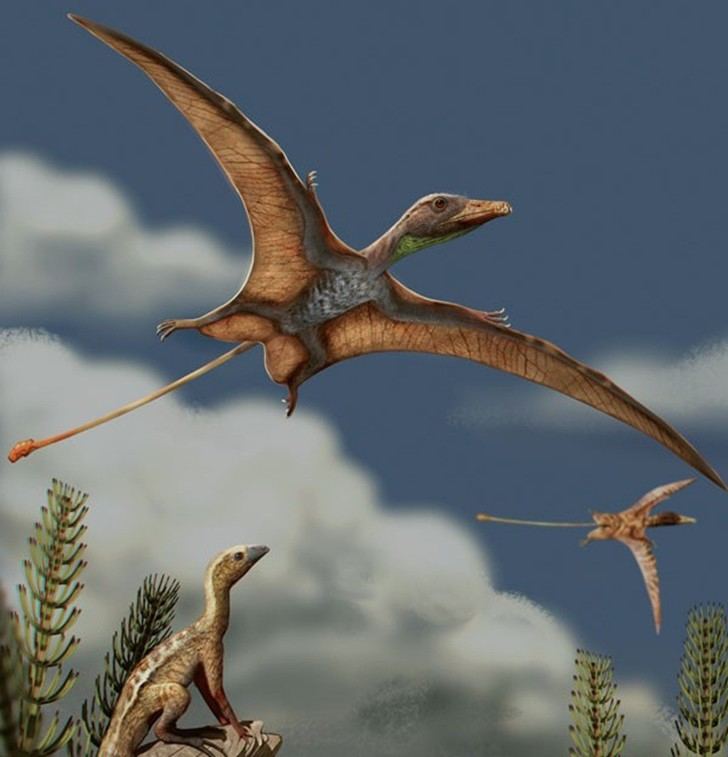 Pterosaurios y aves: dos caminos evolutivos distintos hacia el vuelo