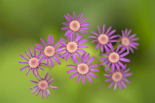 Cien organizaciones se unen por la naturaleza en el Día de la Tierra