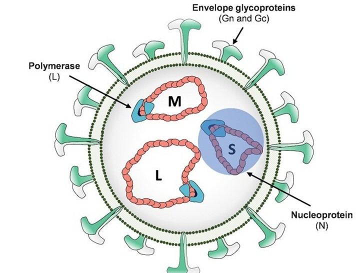 Crean variantes del virus de la fiebre del Valle del Rift para investigación científica