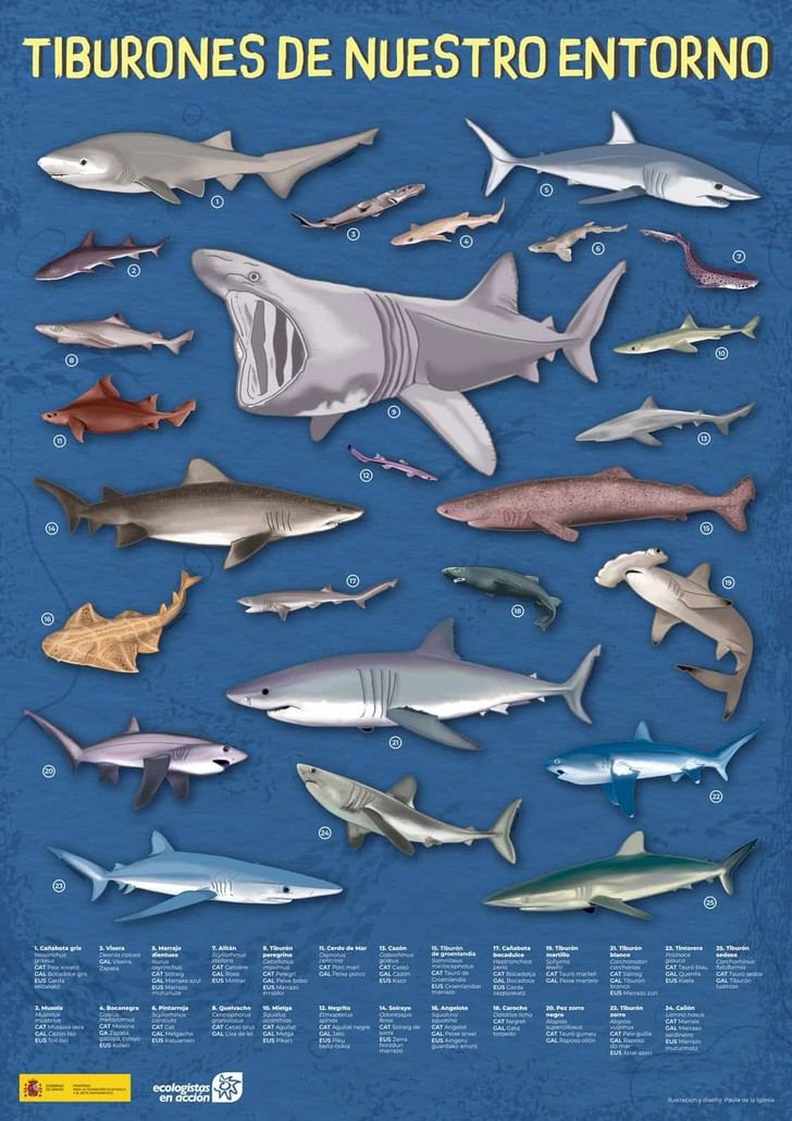 Ecologistas en Acción lanza campaña para proteger tiburones en aguas ibéricas y canarias