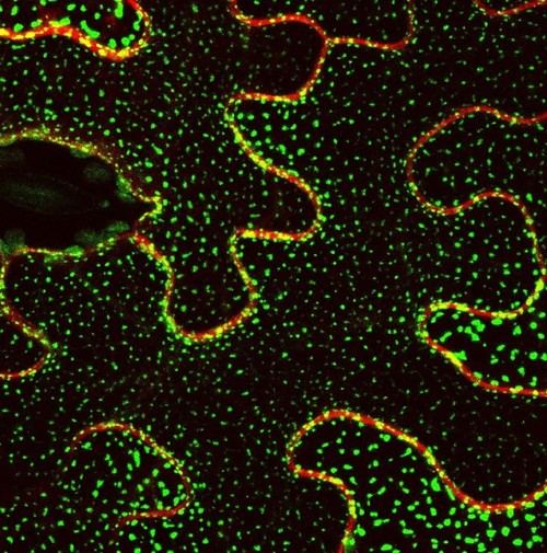 Descubren cómo las plantas enfrentan el estrés ambiental a nivel molecular