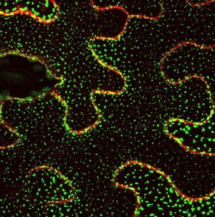 Descubren cómo las plantas enfrentan el estrés ambiental a nivel molecular