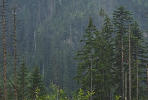 La microbiota forestal es clave para la salud y nutrición de los árboles