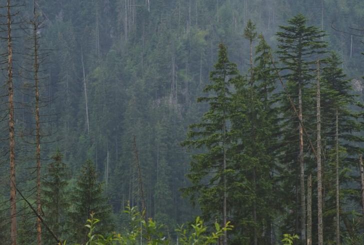 La microbiota forestal es clave para la salud y nutrición de los árboles
