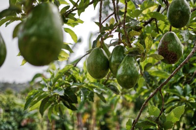 Residuos de aguacate se convierten en un nuevo emulsionante ecológico