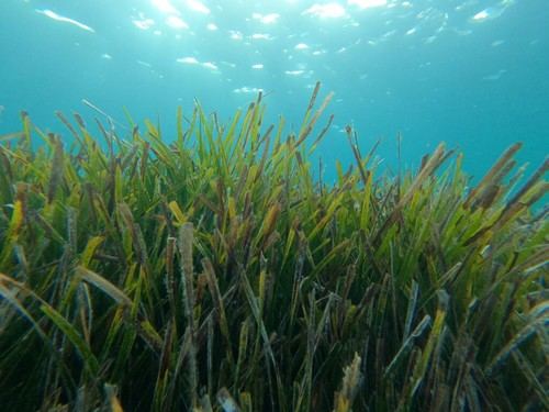 El CSIC presenta el primer inventario global del carbono en praderas submarinas