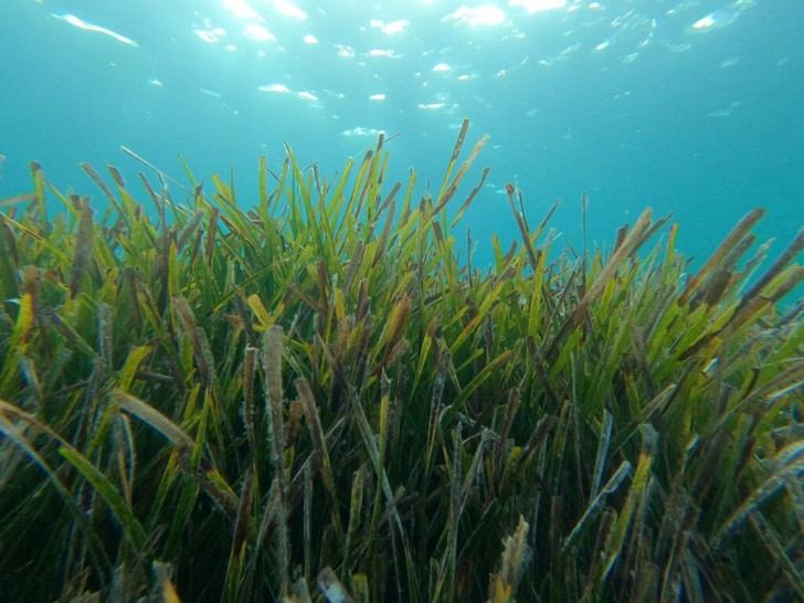 El CSIC presenta el primer inventario global del carbono en praderas submarinas