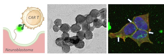 Nanopartículas guían células T para combatir tumores con precisión