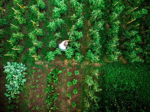 Innovador método utiliza drones y simulaciones para mejorar la predicción de cultivos hortícolas