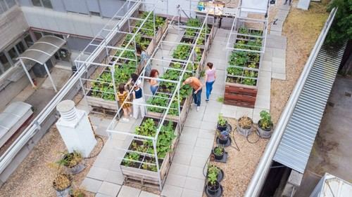 CSIC impulsa la agricultura urbana con sustratos de biorresiduos en Madrid