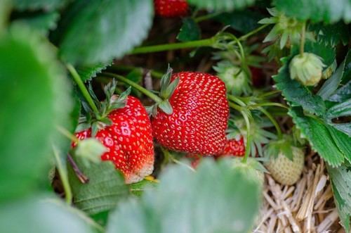 Crearán envases biodegradables a partir de residuos de fresas en un proyecto europeo