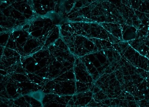Desarrollan un sensor biológico que mide la actividad de una proteína esencial para la memoria y el corazón