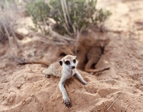 Nueva base de datos del CSIC mejorará la predicción del impacto del cambio climático en la biodiversidad