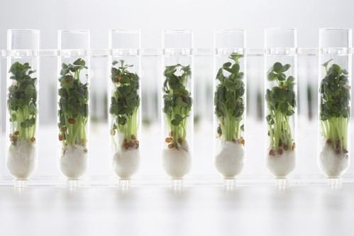 La diversidad genética aumenta las posibilidades de supervivencia de las especies