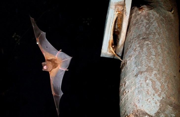 El murciélago más grande de Europa caza aves en vuelo, revela un nuevo estudio