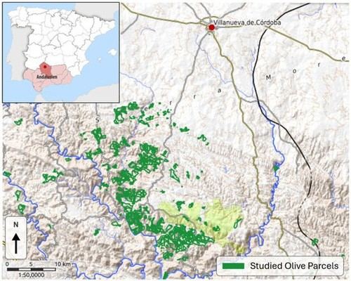 Nueva metodología mejora la predicción de cosechas de olivares ante el cambio climático