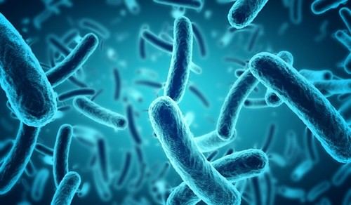 Nueva técnica óptica estudia cómo las bacterias responden a antibióticos