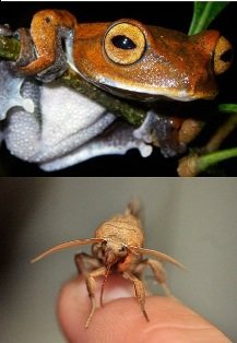 Curiosidades de la Naturaleza: 2 nuevos vampiros