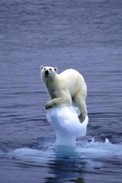 Los cambios climáticos marcan el ritmo de la evolución de los mamíferos