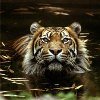 Barus, un tigre del zoo de Barcelona, muere ahogado