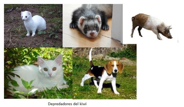 Curiosidades de la Naturaleza : El Kiwi marrón