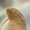 Curiosidades de la naturaleza : El eslabón perdido entre peces y anfibios