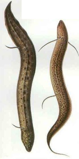 Curiosidades de la naturaleza : El eslabón perdido entre peces y anfibios