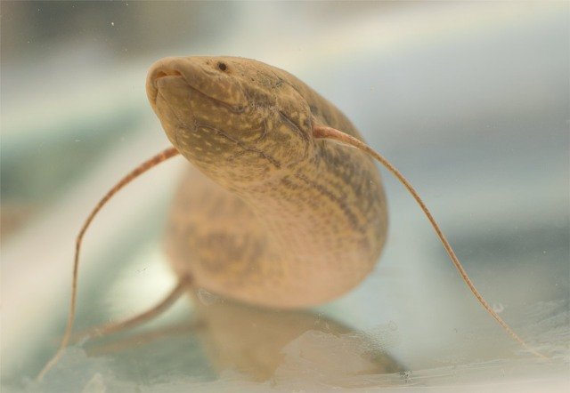 Curiosidades de la naturaleza : El eslabón perdido entre peces y anfibios