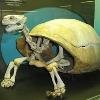 Una tortuga gigante “resucita” en Galápagos