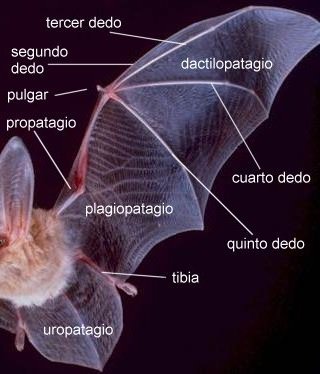 Curiosidades de la Naturaleza: el cerebro de los murciélagos