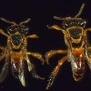 Aparecen en Brasil las primeras abejas “soldado”