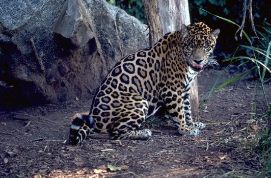 México y Francia se unen para proteger la biodiversidad