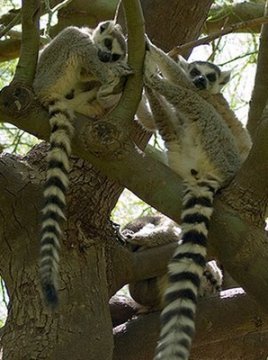 Conciertos para proteger la selva de Madagascar