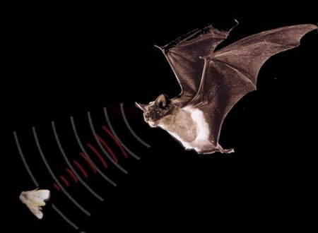 Curiosidades de la Naturaleza: el cerebro de los murciélagos