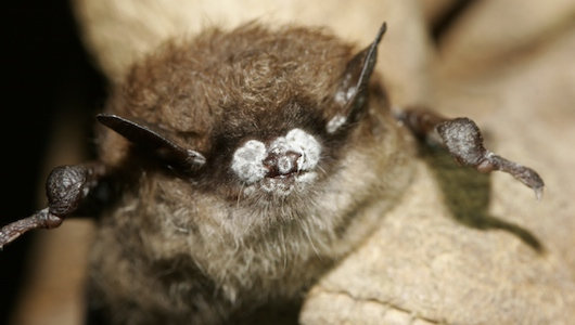 Los murciélagos de Norteamérica amenazados por un hongo