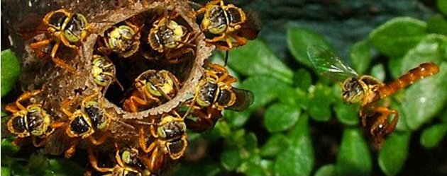 Aparecen en Brasil las primeras abejas “soldado”