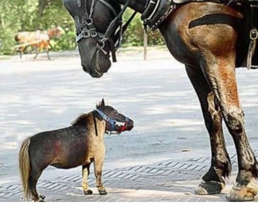 Curiosidades de la Naturaleza: Un tributo a los pequeños (II)