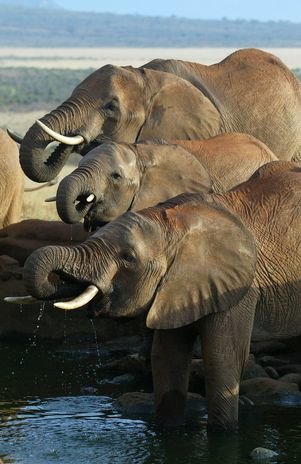 Un año negro para los elefantes
