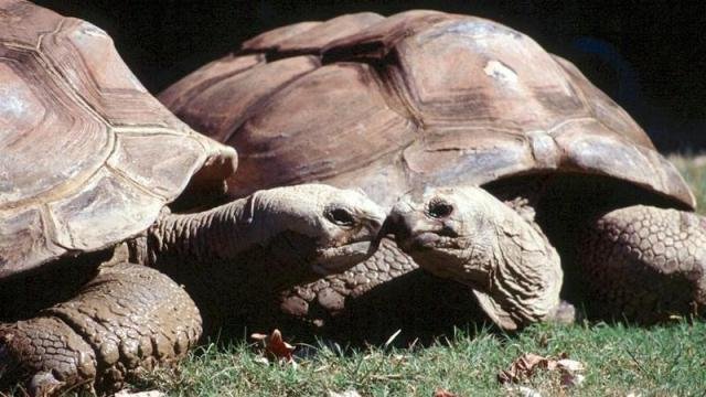 Una tortuga gigante “resucita” en Galápagos