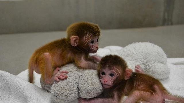 Dos monos con seis padres