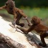 Dos monos “reinsertados”
