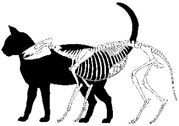 Los caballos primitivos encogieron hasta el tamaño de gatos