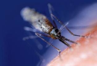 La malaria peor de lo que se creía