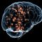 Los investigadores explican que el cerebro humano ...