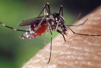 Las condiciones ambientales, como la disponibilidad de acumulaciones de agua, parecen ser determinantes en la cantidad de mosquitos tigre detectados.