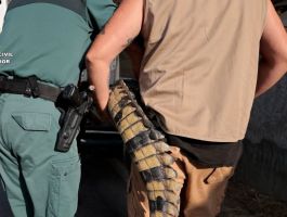 Durante el año pasado, en la provincia de Alicante fueron recatados entre los animales protegidos dos cocodrilos del Nilo, una tortuga de espolones african